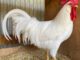 Leghorn