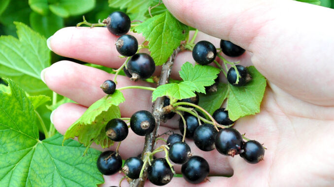 coacaz-negru-2