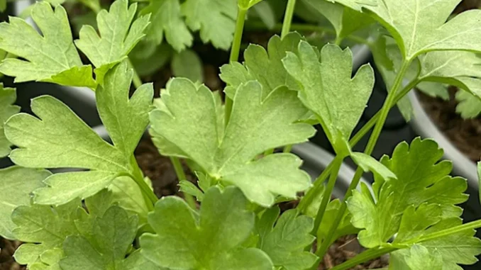 italian-flat-leaf-parsley